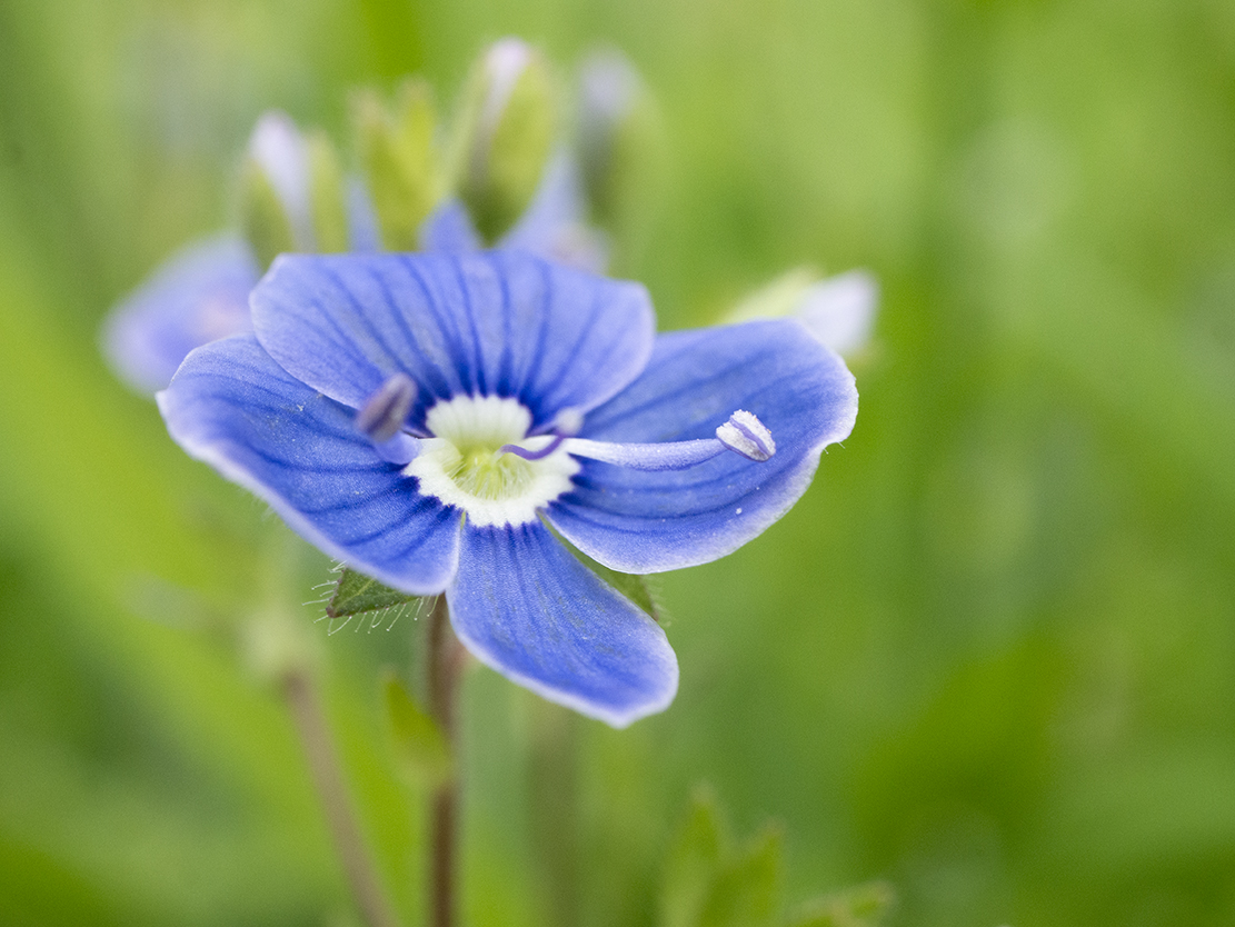 IMAGES\Gewone ereprijs (veronica chamaedrys)\P1280079_sm.jpg